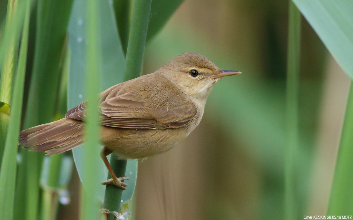 Common Reed Warbler