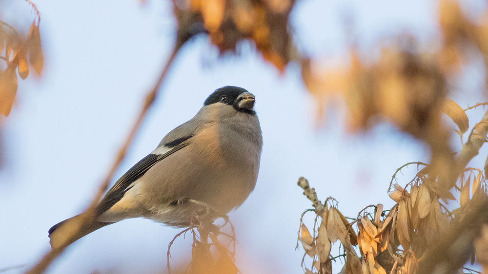 Eurasian Bullfinch