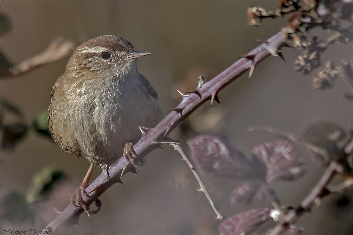Eurasian Wren