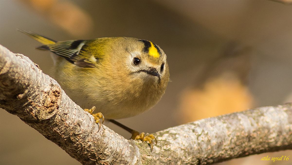 Goldcrest