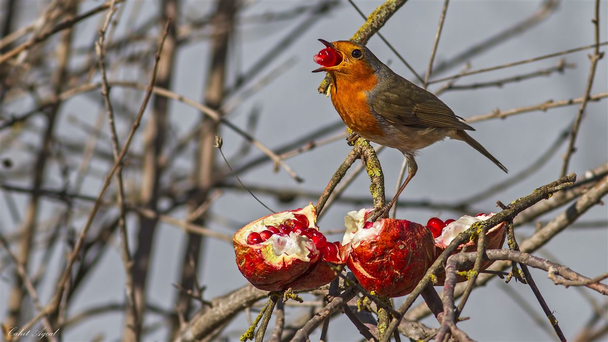 European Robin