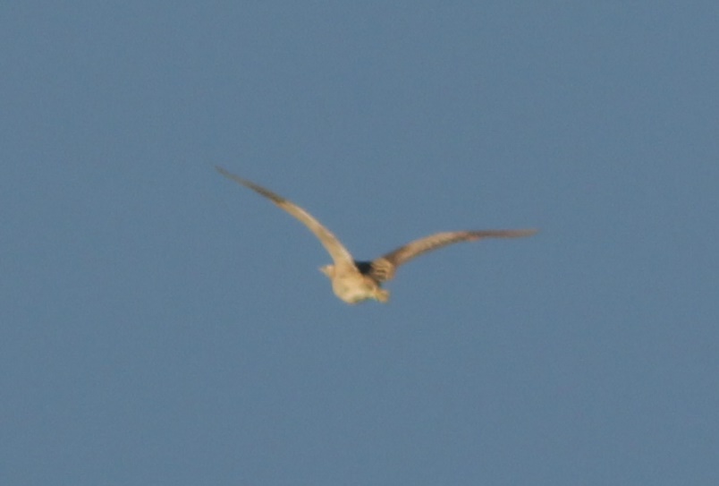Eurasian Bittern