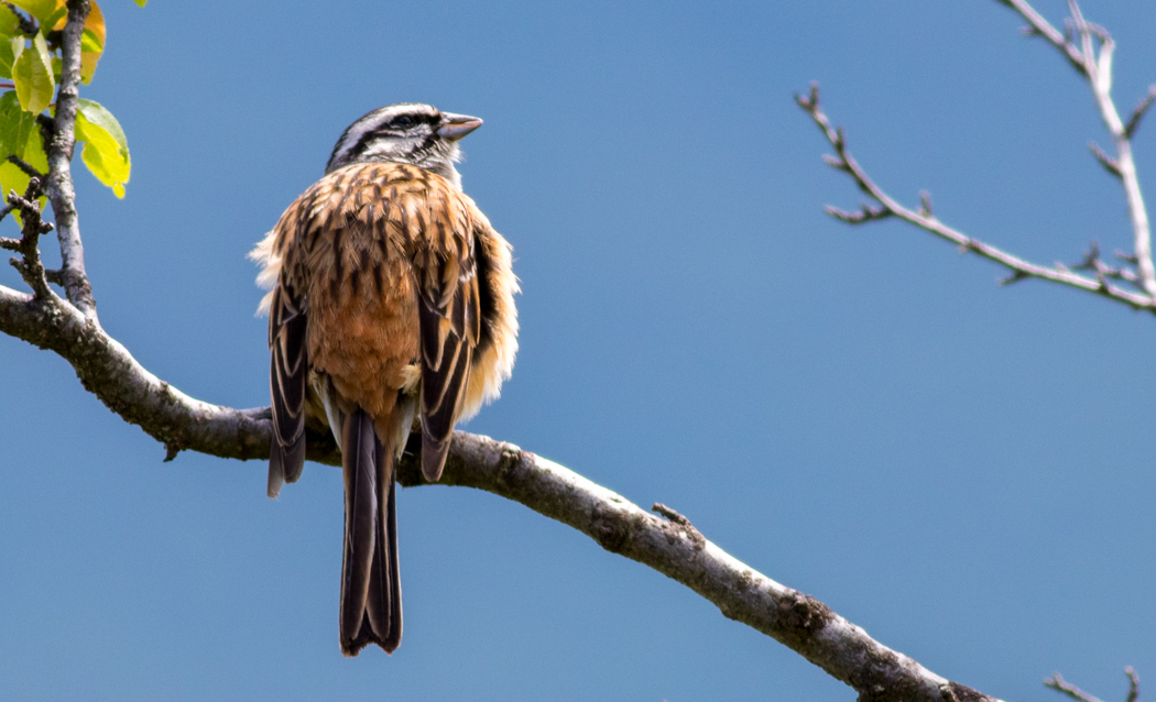 Rock Bunting