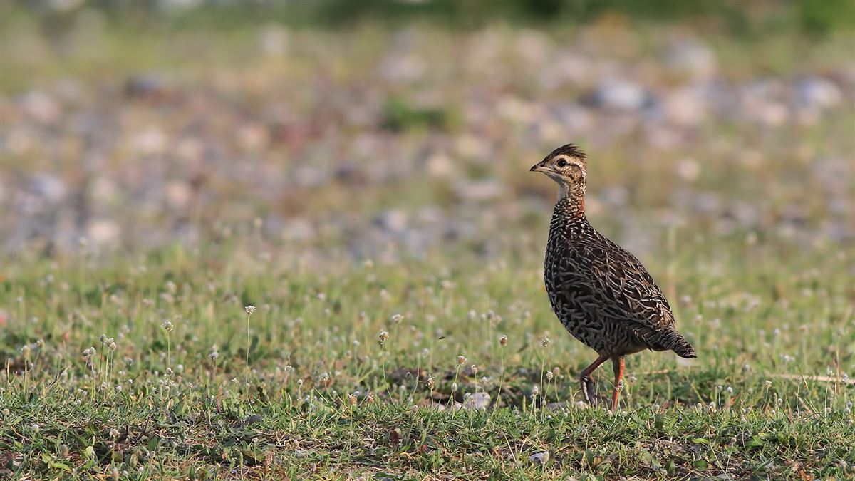 Black Francolin