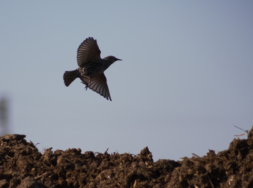 Common Starling