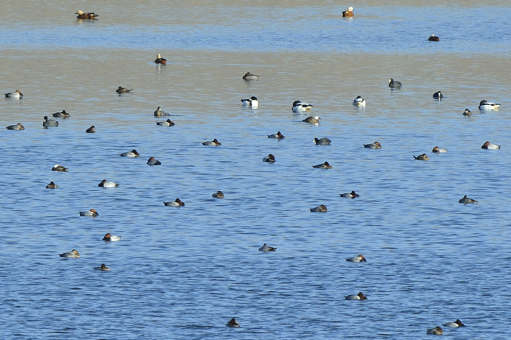 White-headed Duck