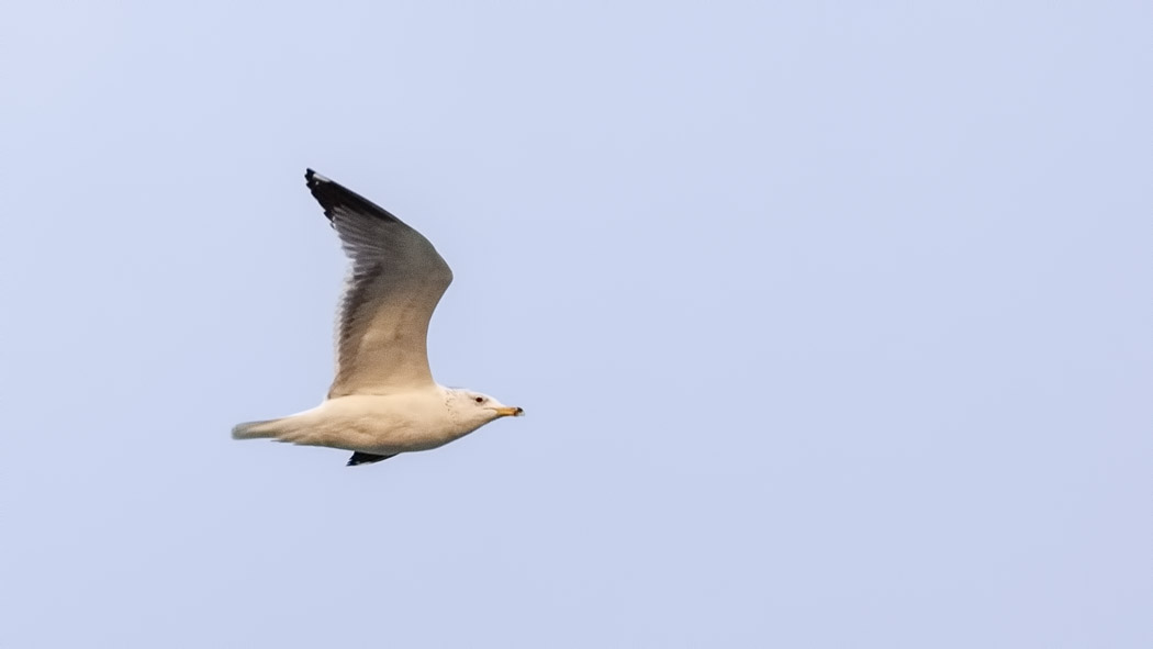 Armenian Gull