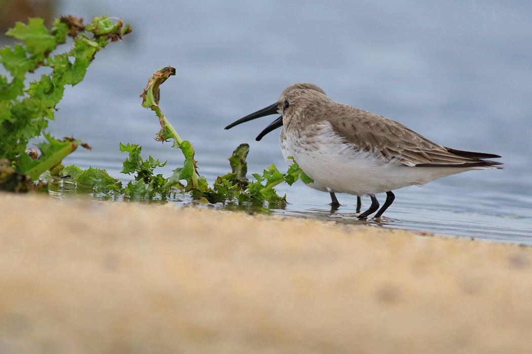 Dunlin