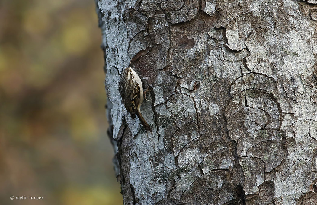 Short-toed Treecreeper