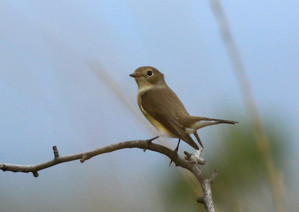 Red-breasted Flycatcher