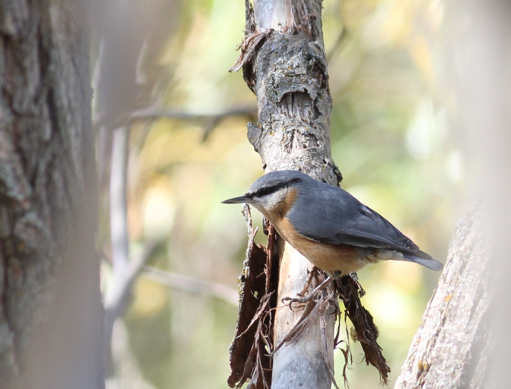 Eurasian Nuthatch