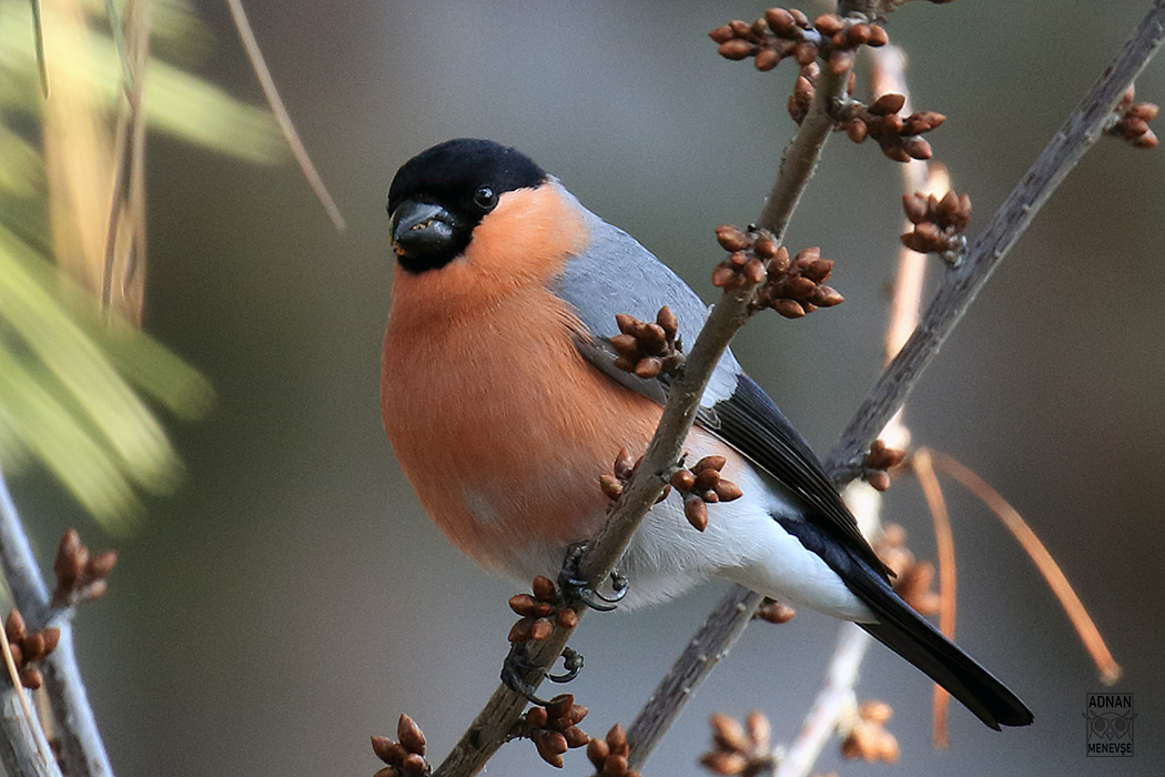 Eurasian Bullfinch