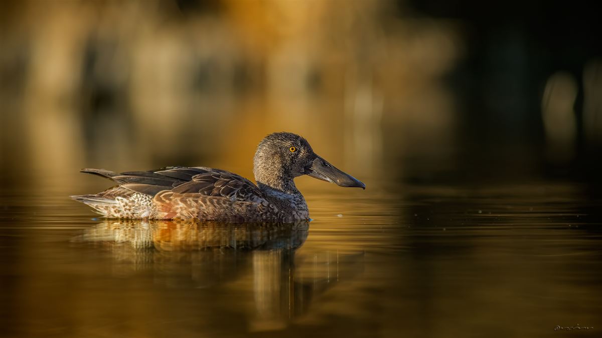 Northern Shoveler