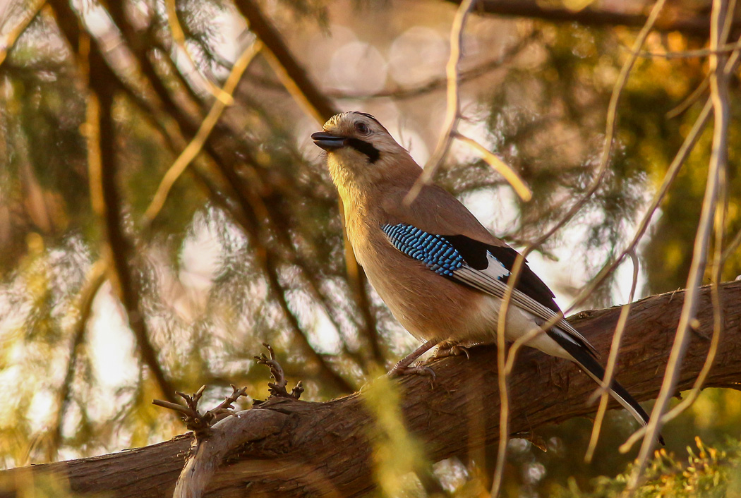 Eurasian Jay