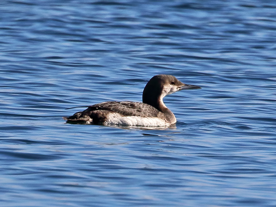 Black-throated Loon