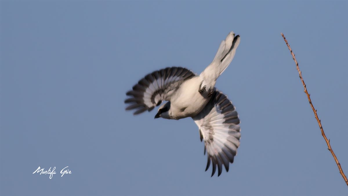 Great Grey Shrike