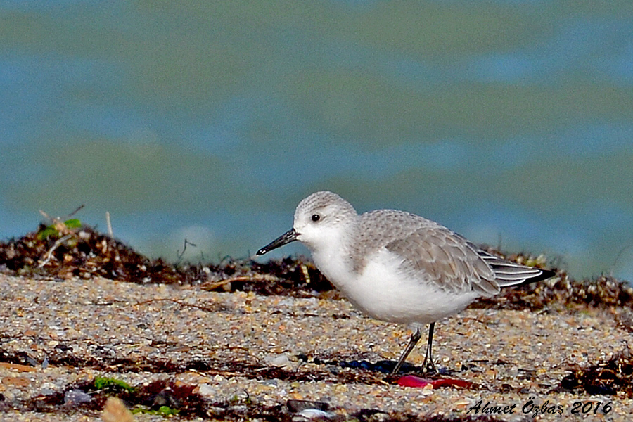 Sanderling