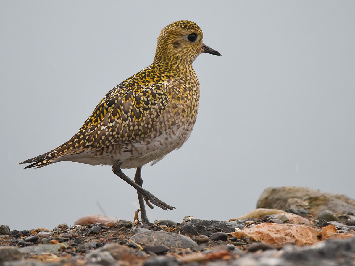 European Golden Plover