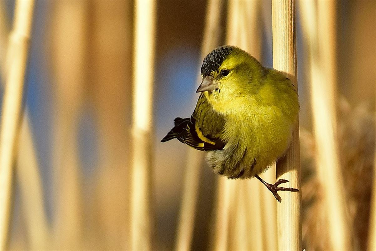 Eurasian Siskin
