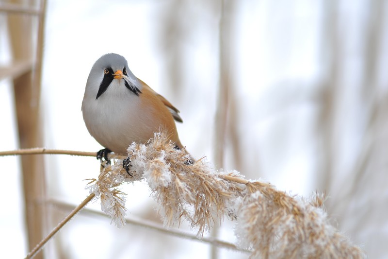 Bearded Reedling