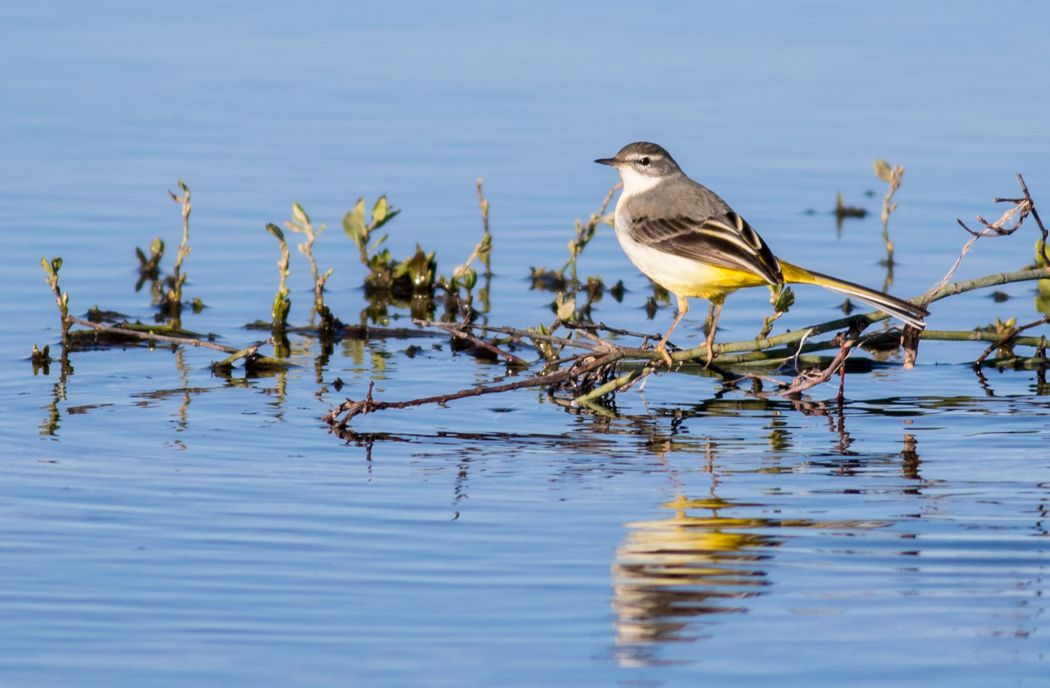Grey Wagtail