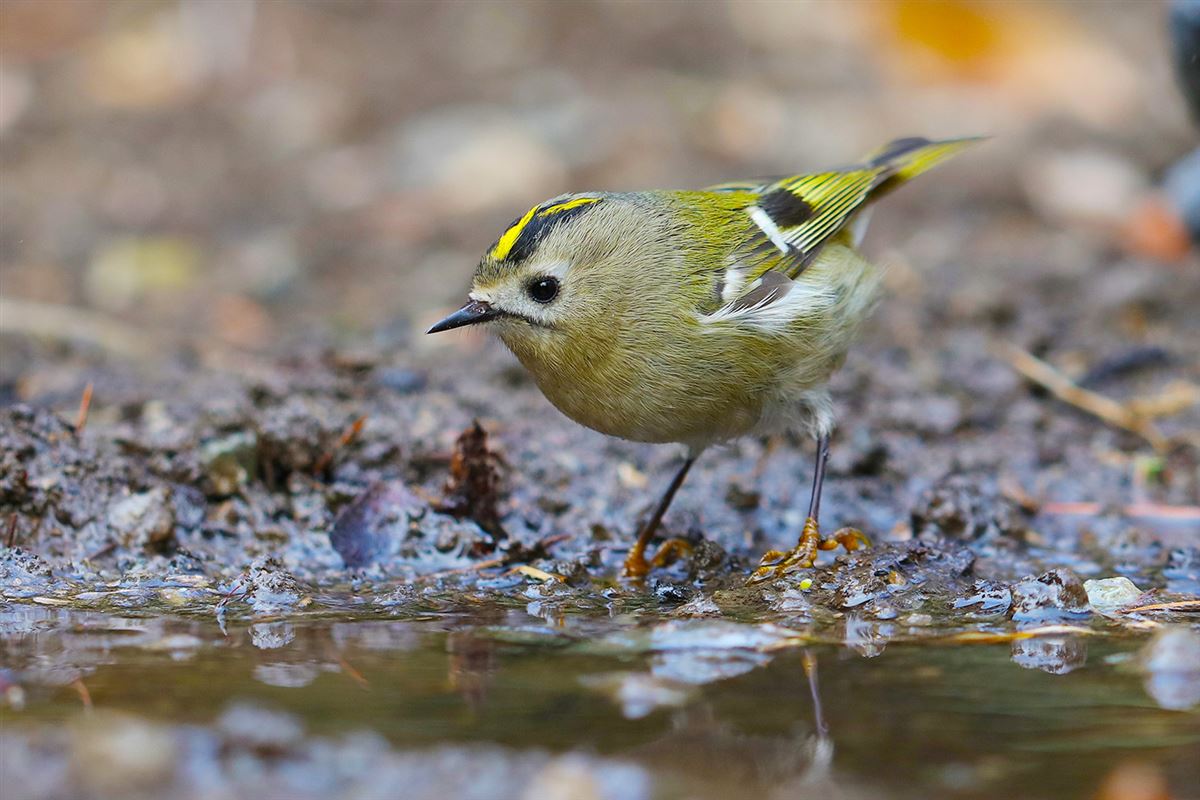Goldcrest
