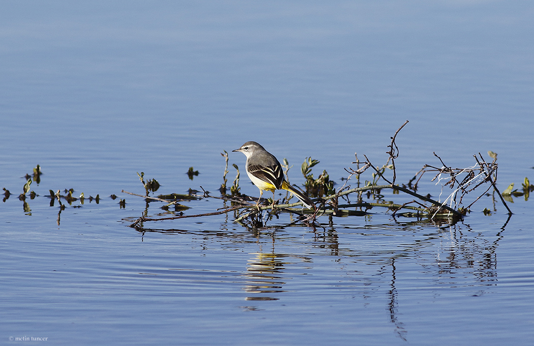 Grey Wagtail