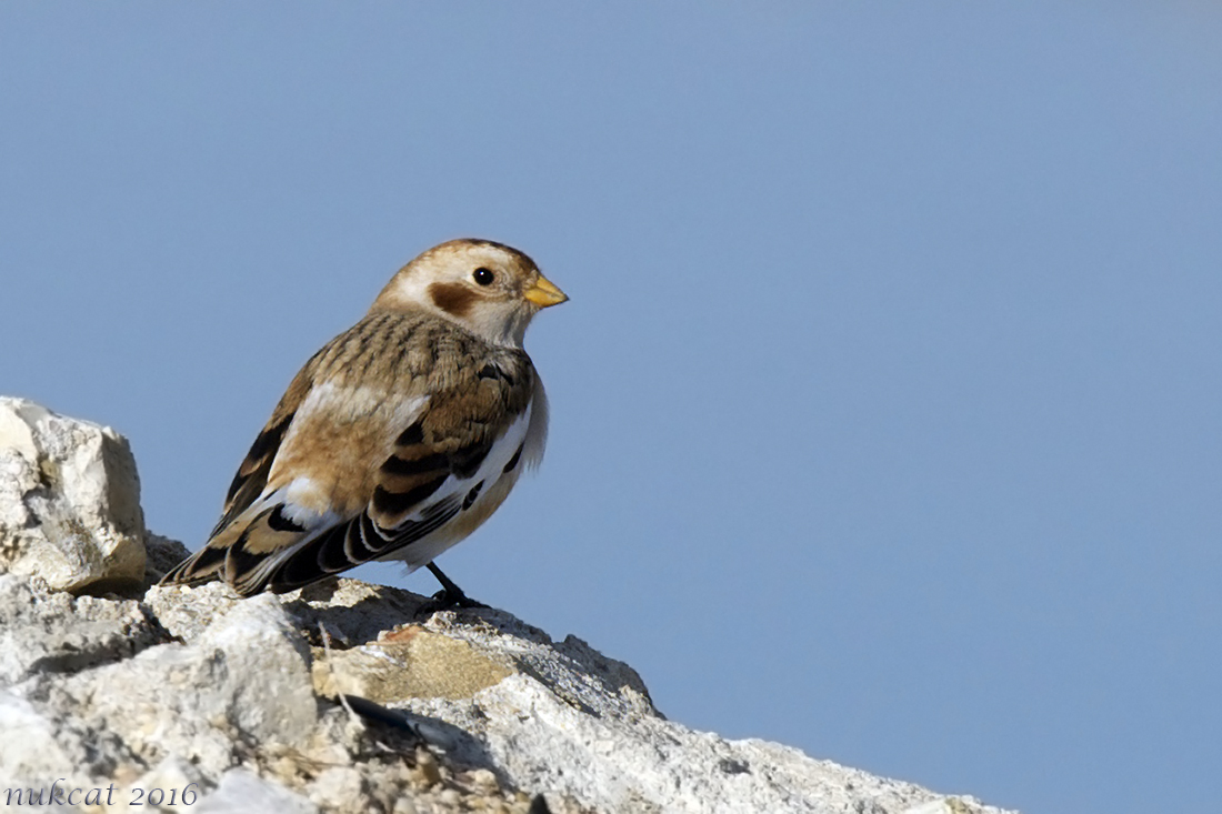 Snow Bunting