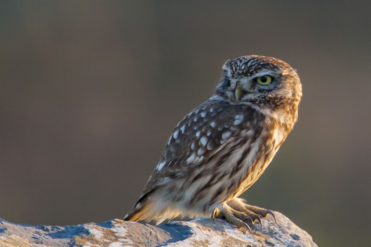 Little Owl