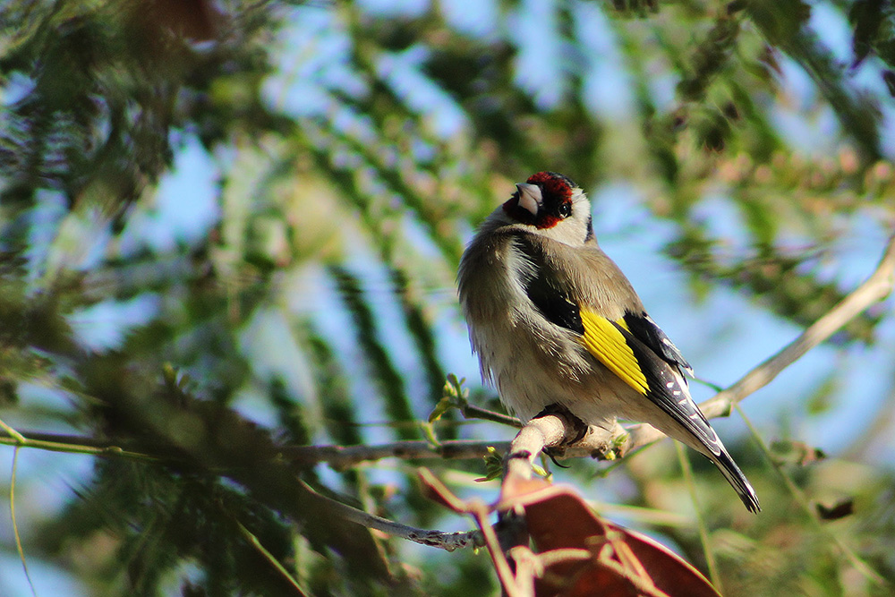 European Goldfinch