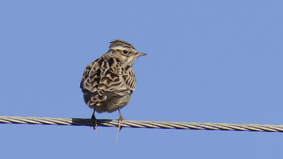 Woodlark