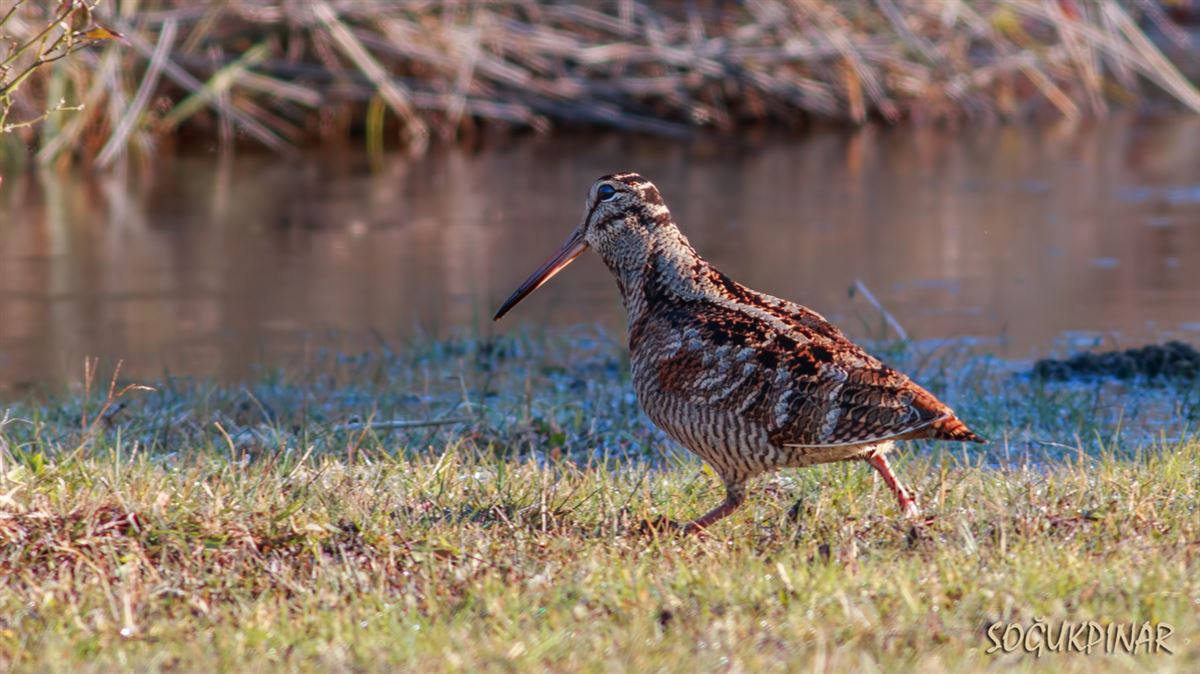 Eurasian Woodcock