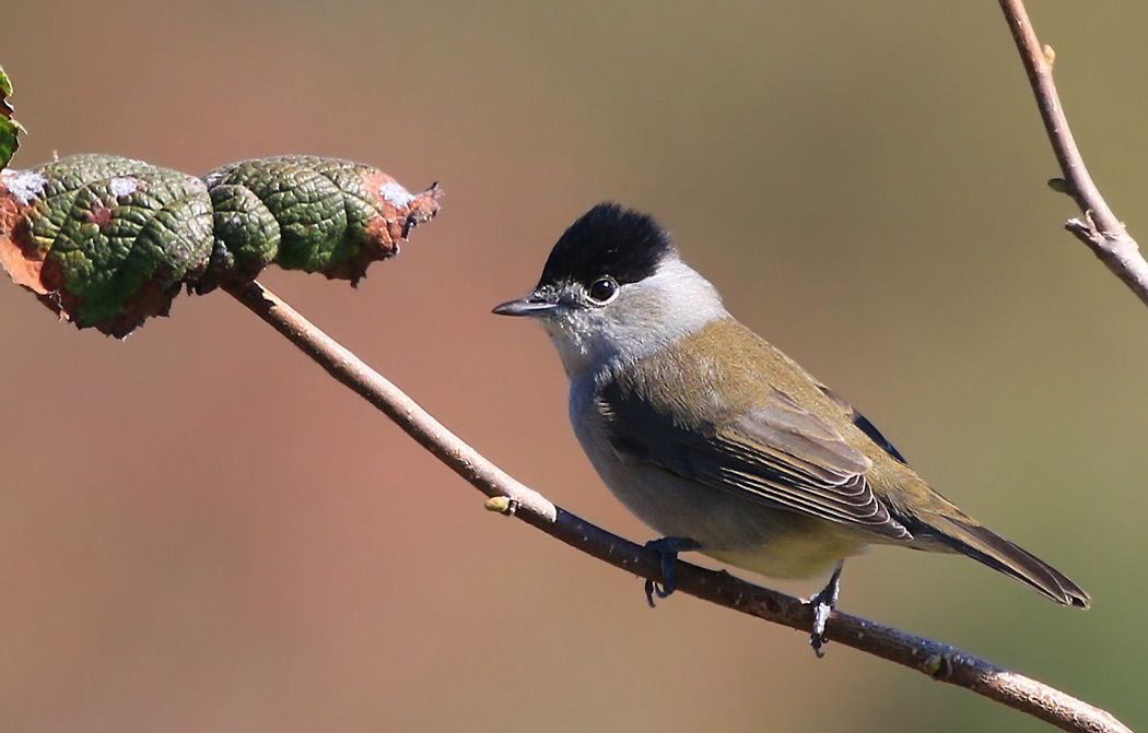 Eurasian Blackcap