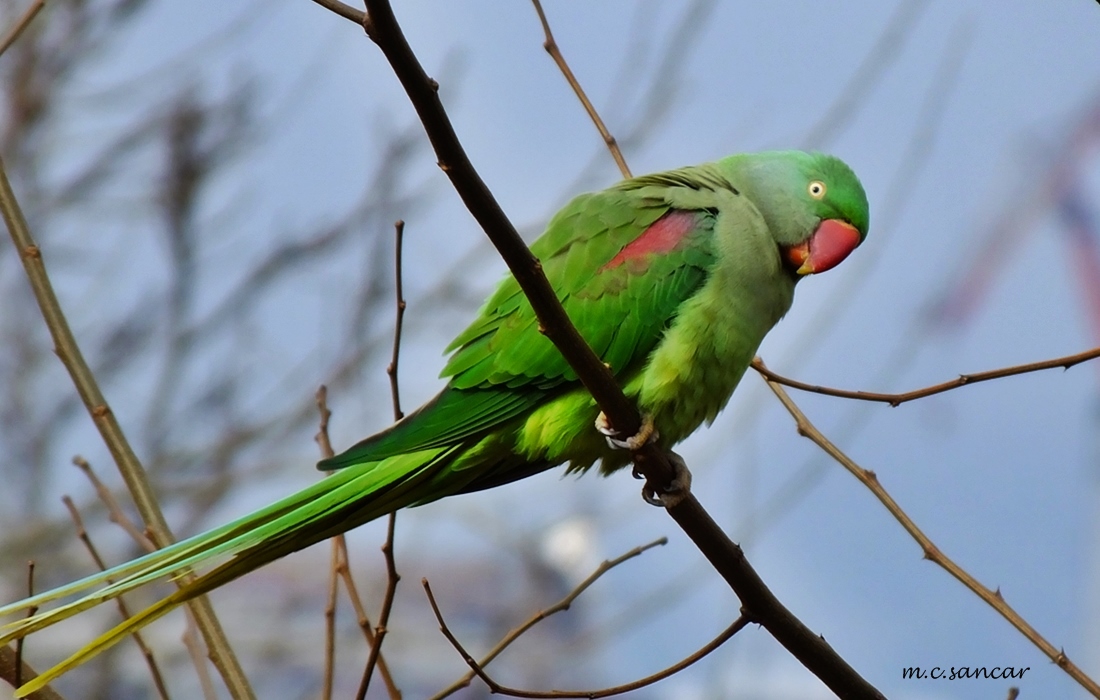 Alexandrine Parakeet
