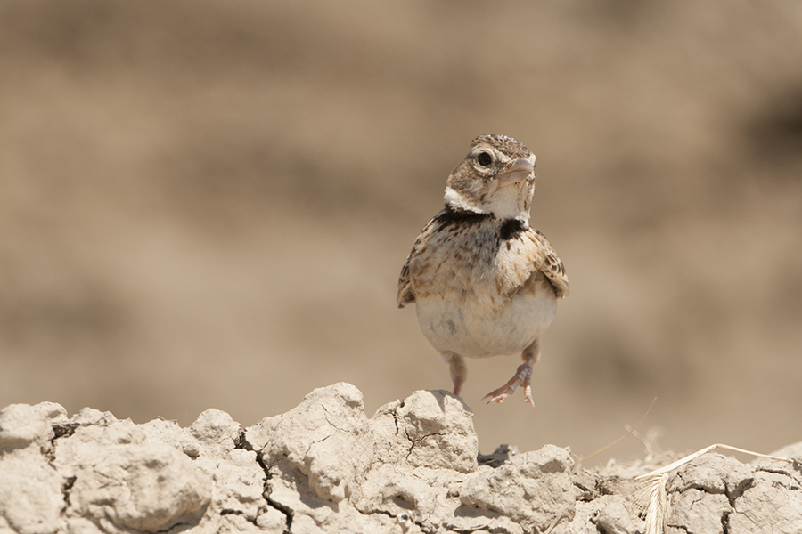 Calandra Lark