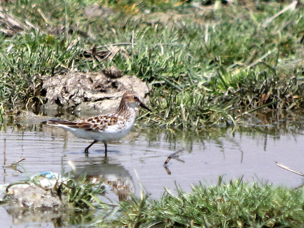 Little Stint