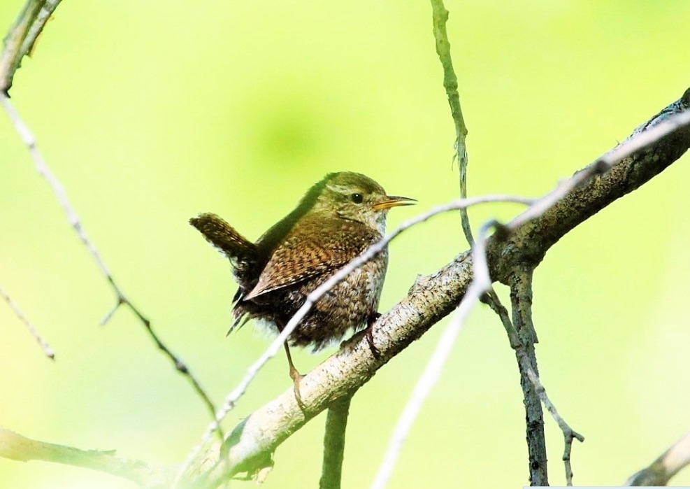 Eurasian Wren