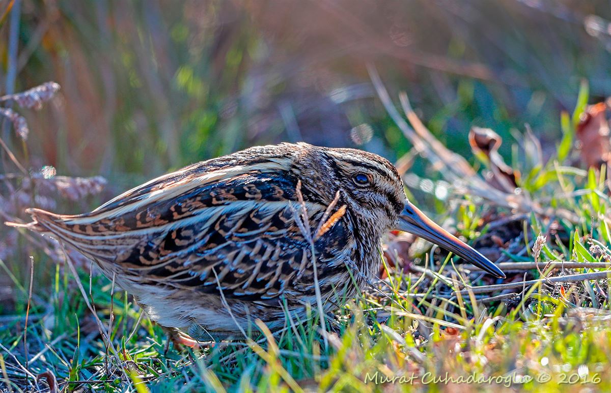 Jack Snipe