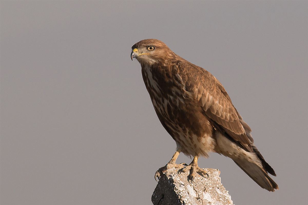 Common Buzzard