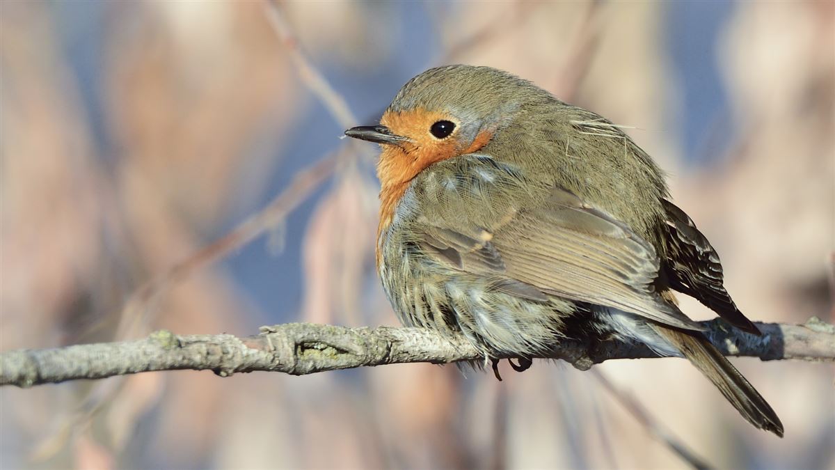 European Robin