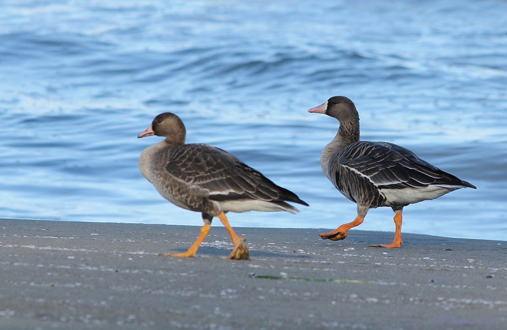 Greater White-fronted Goose