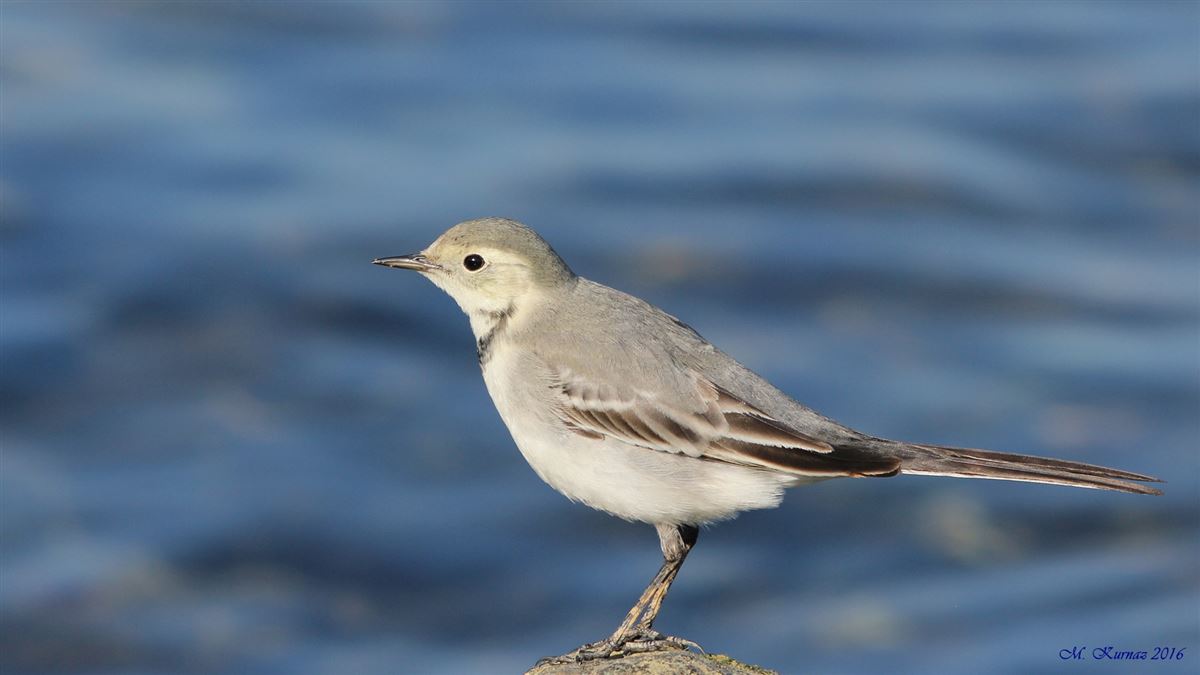 White Wagtail
