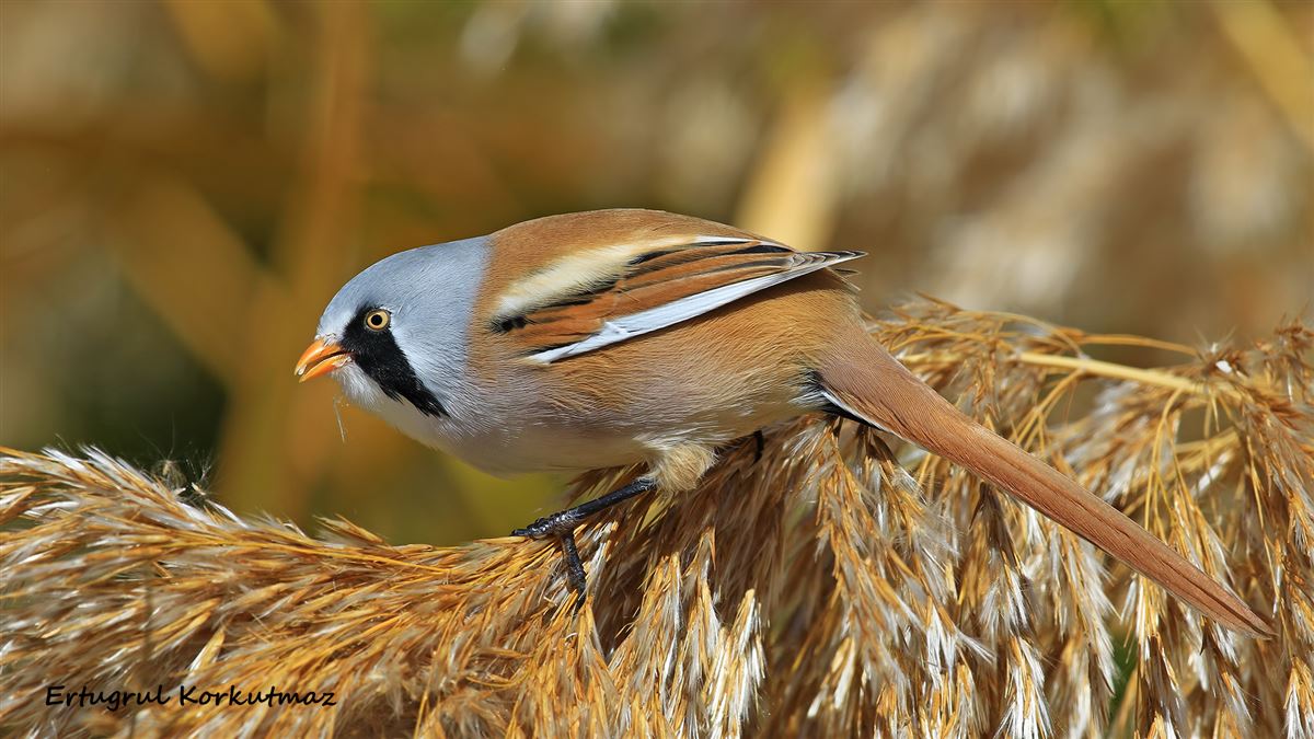 Bearded Reedling
