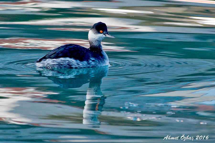 Black-necked Grebe