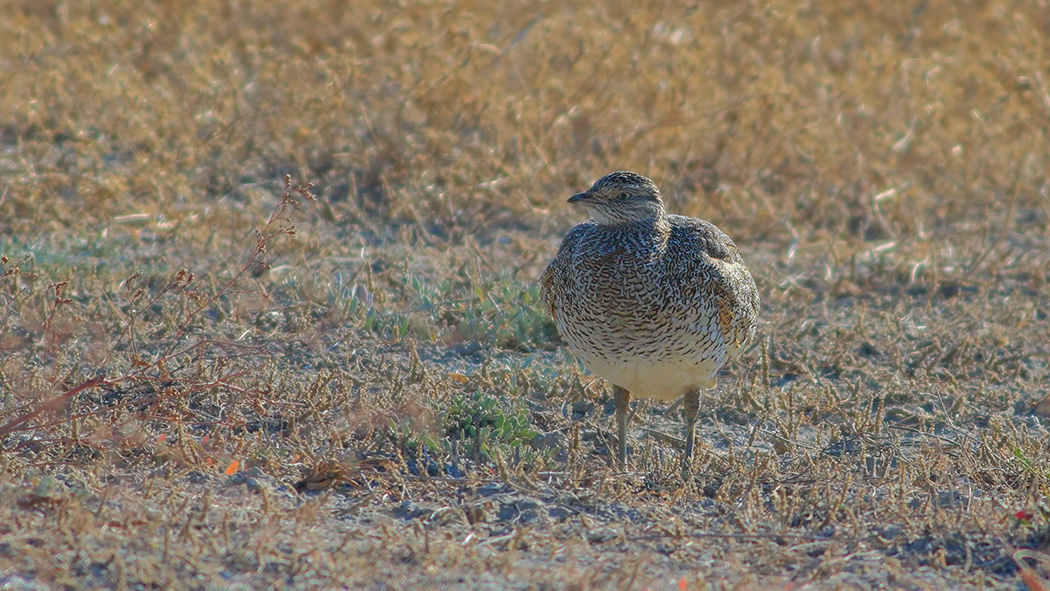 Little Bustard