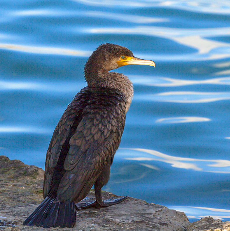 Great Cormorant