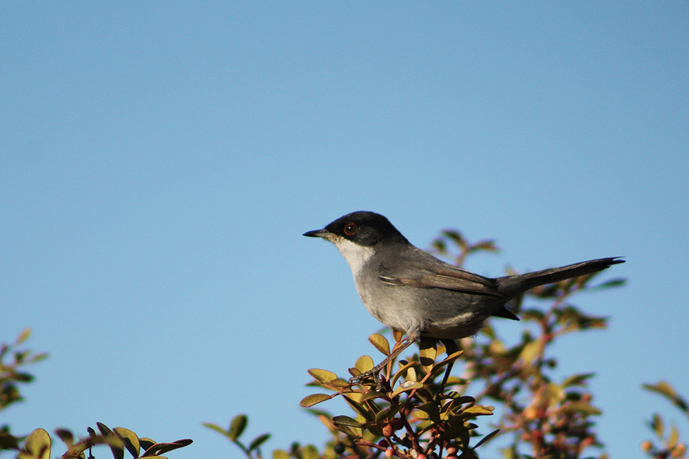 Sardinian Warbler