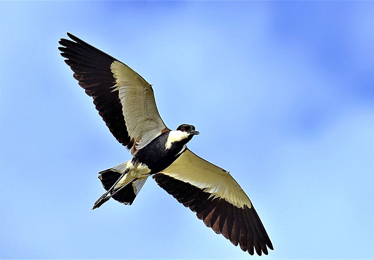 Spur-winged Lapwing