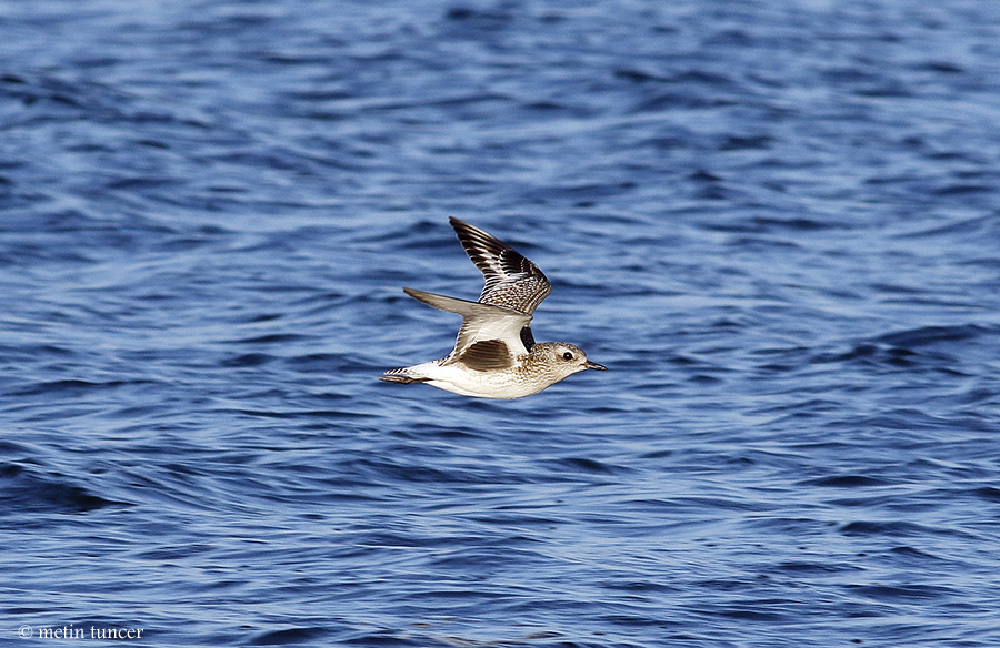 Grey Plover