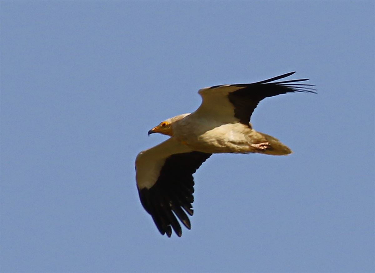 Egyptian Vulture
